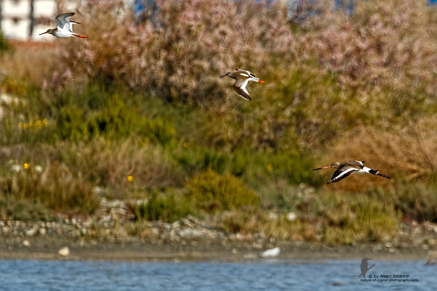 Limosa limosa - Black-tailed Godwit - Uferschnepfe, Cyprus, Zakai Marsh, March 2016