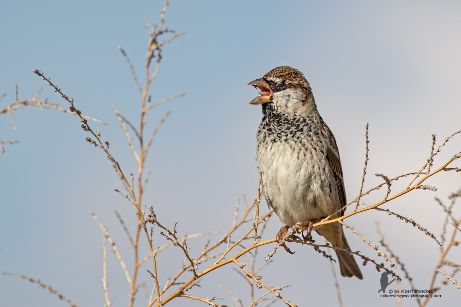 Passer hispaniolensis - Spanish Sparrow - Weidensperling, Cyprus, Akrotiri - Zakaki, January 2016