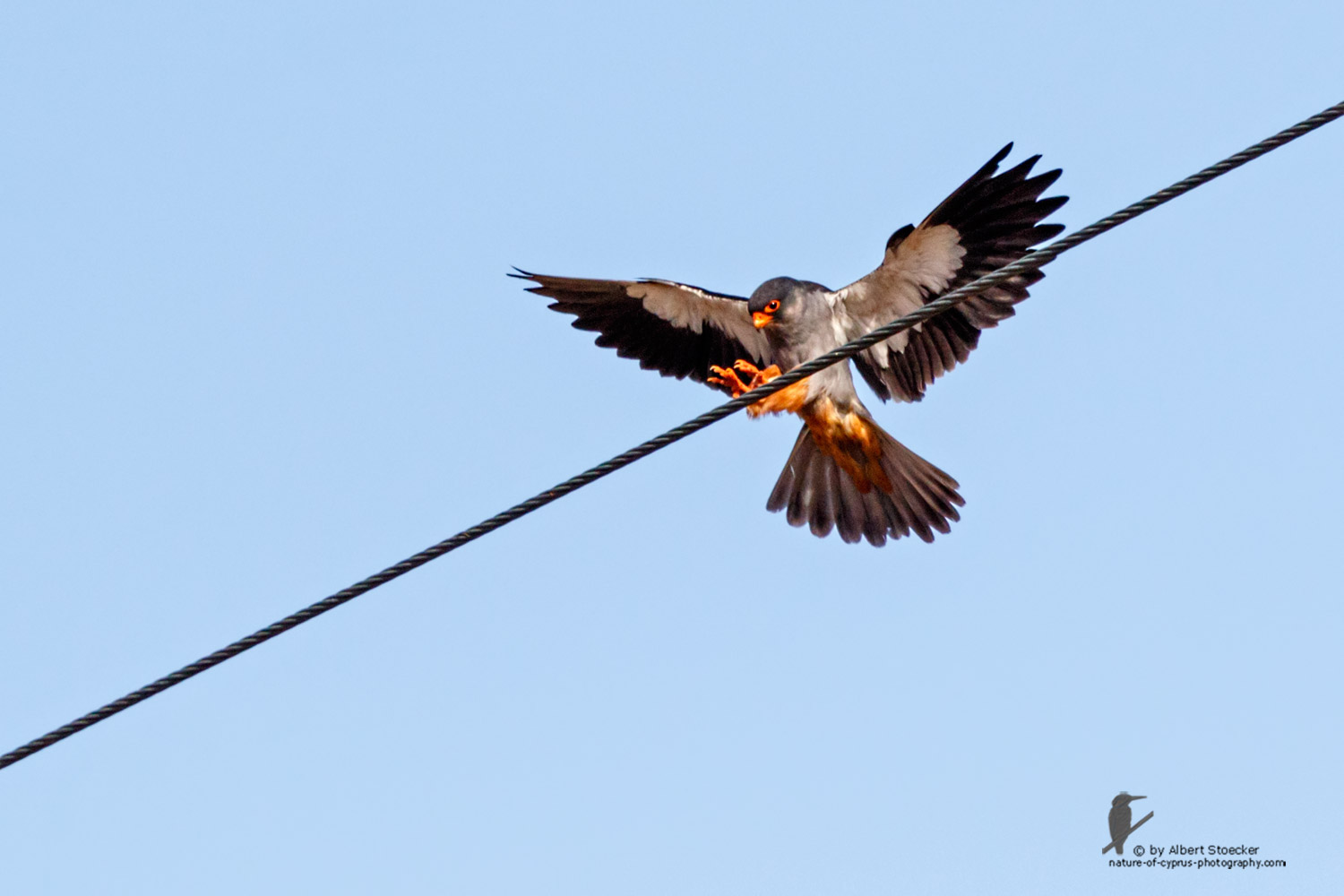 Falco amurensis - Amur falcon - Amurfalke, Cyprus, Agia Varvara - Anarita, Paphos, Mai 2016