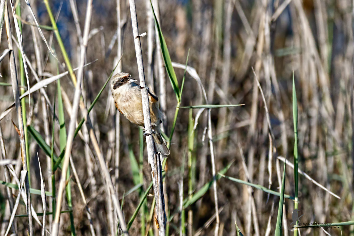 Remiz pendulinus - Penduline Tit - Beutelmeise, Cyprus, Zakai Marsh, March 2016