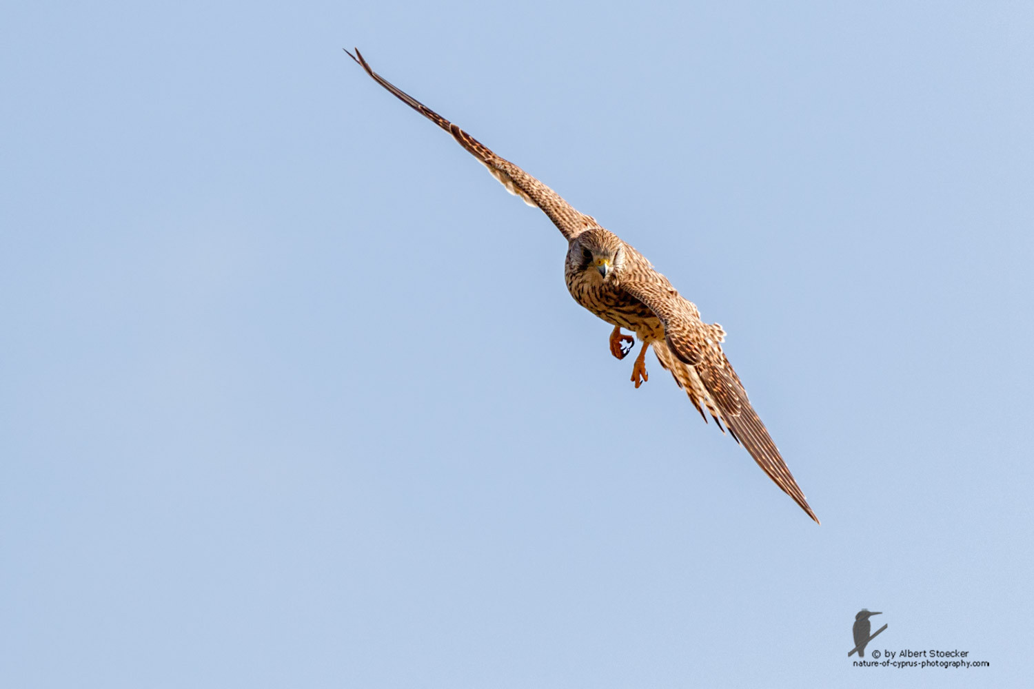 Falco tinnunculus - Common Kestrel - Turmfalke, Cyprus, Mandria Beach, March 2016