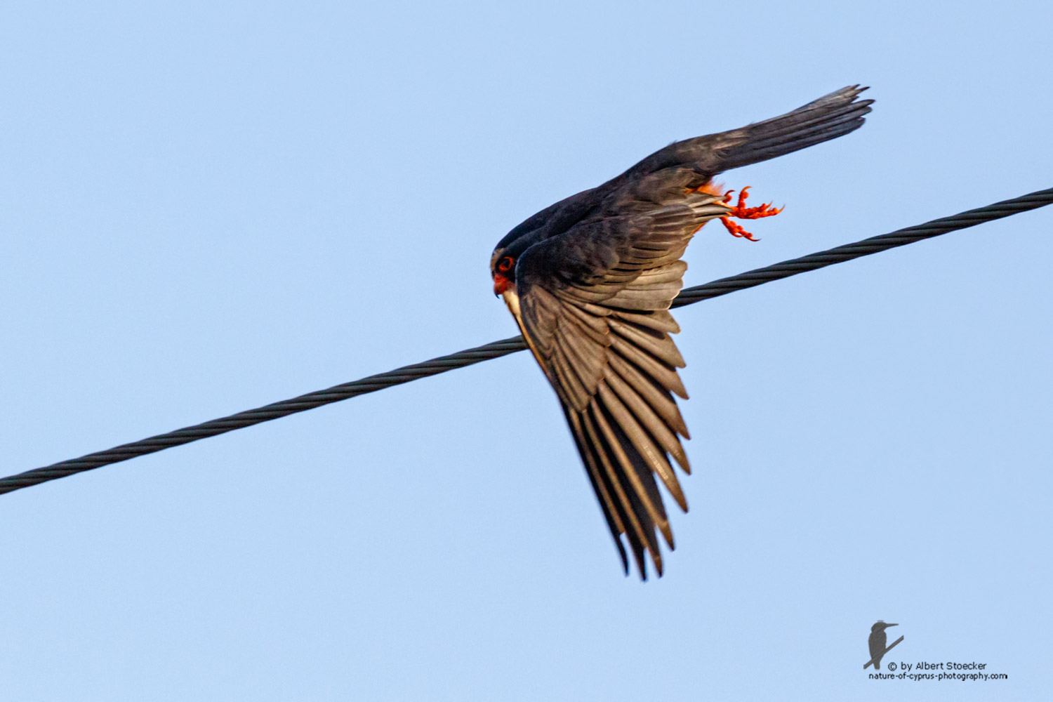 Falco amurensis - Amur falcon male - Amurfalke, Cyprus, Agia Varvara - Anarita, Paphos, Mai 2016