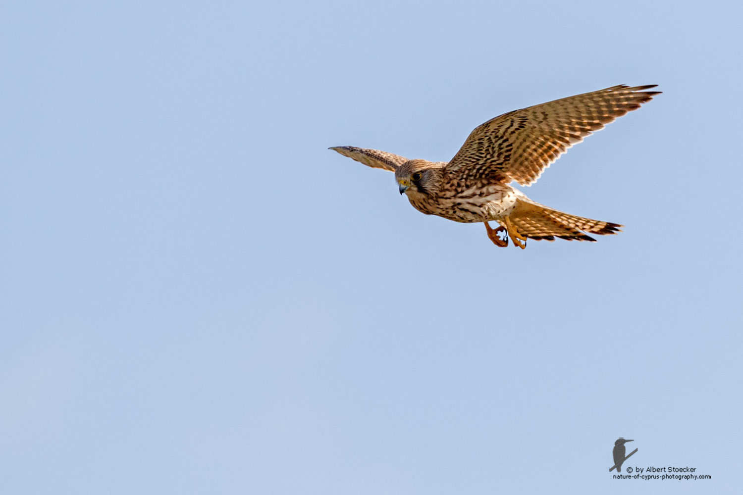 Falco tinnunculus - Common Kestrel - Turmfalke, Cyprus, Mandria Beach, March 2016