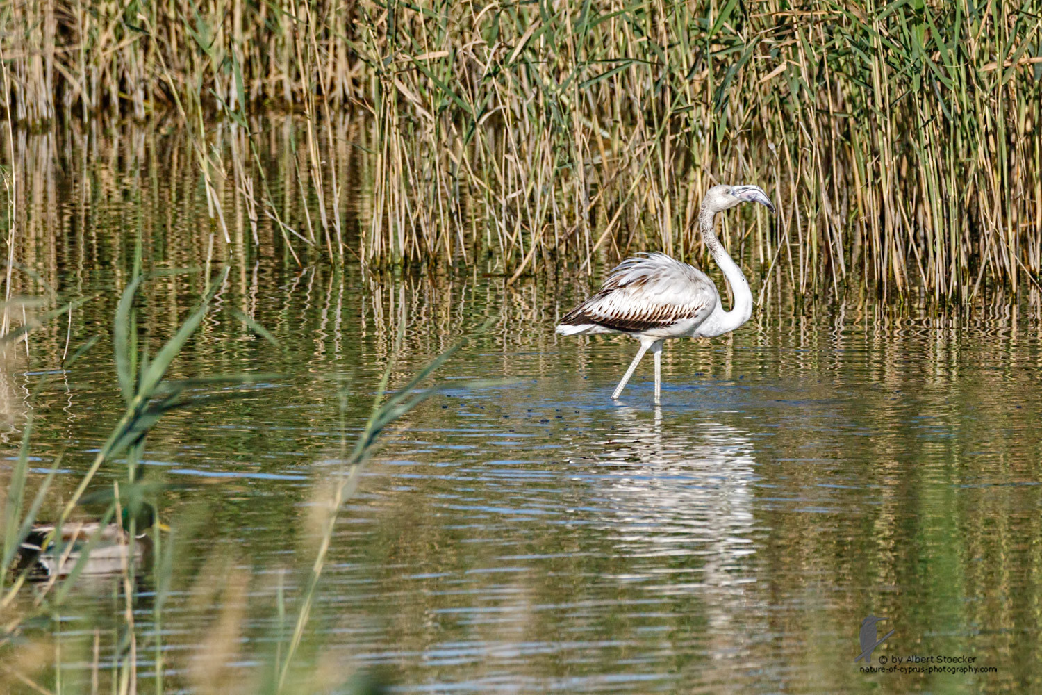 Phoenicopterus ruber - Greater Flamingo (juvenile) - Rosaflamingo, Cyprus, Zakai Marsh, March 2016