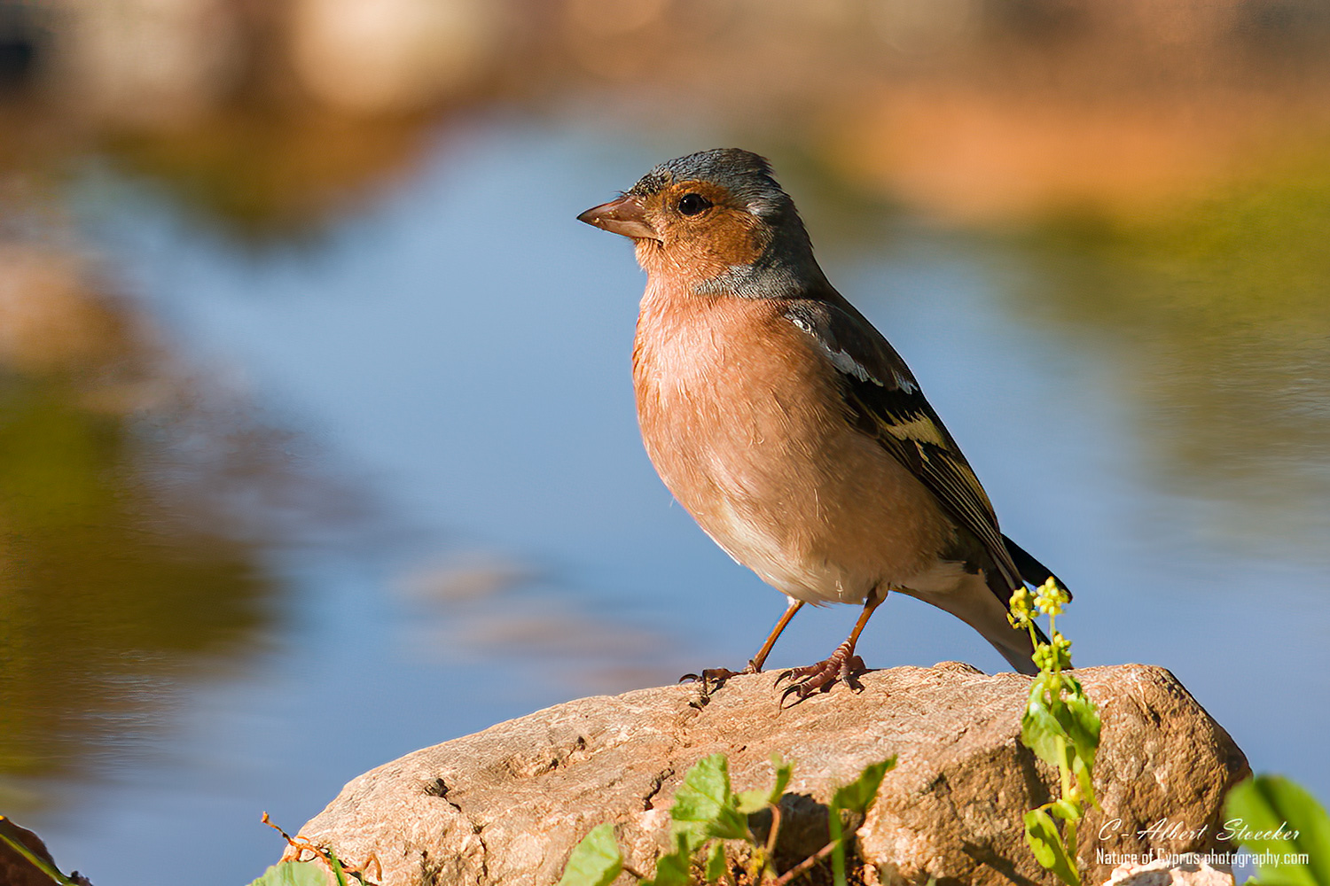 Buchfink male, Chaffinch male, Cyprus, Hide on Bird pound in our Garden, February 2022