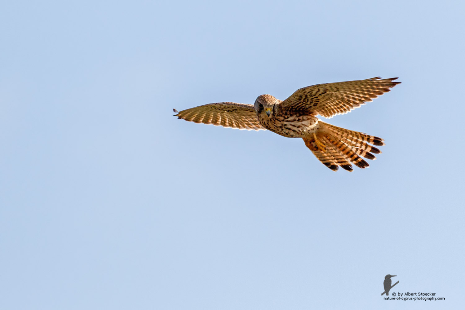 Falco tinnunculus - Common Kestrel - Turmfalke, Cyprus, Mandria Beach, March 2016