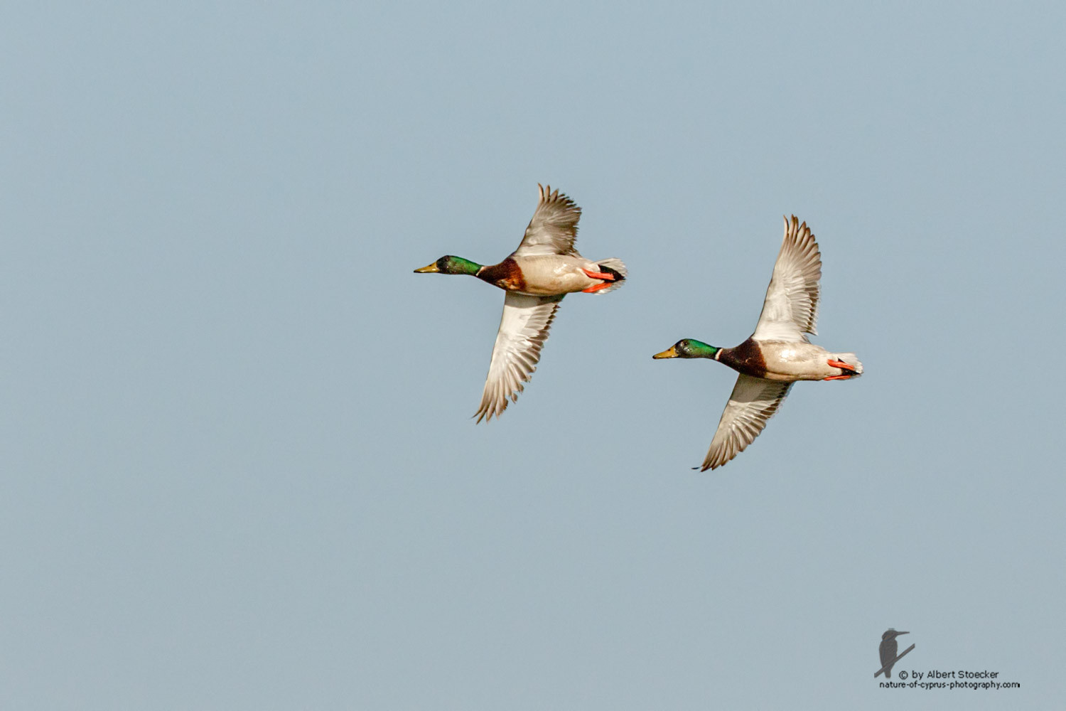 Anas platyrhynchos - Mallard - Tafelente, Cyprus, Zakai Marsh, March 2016