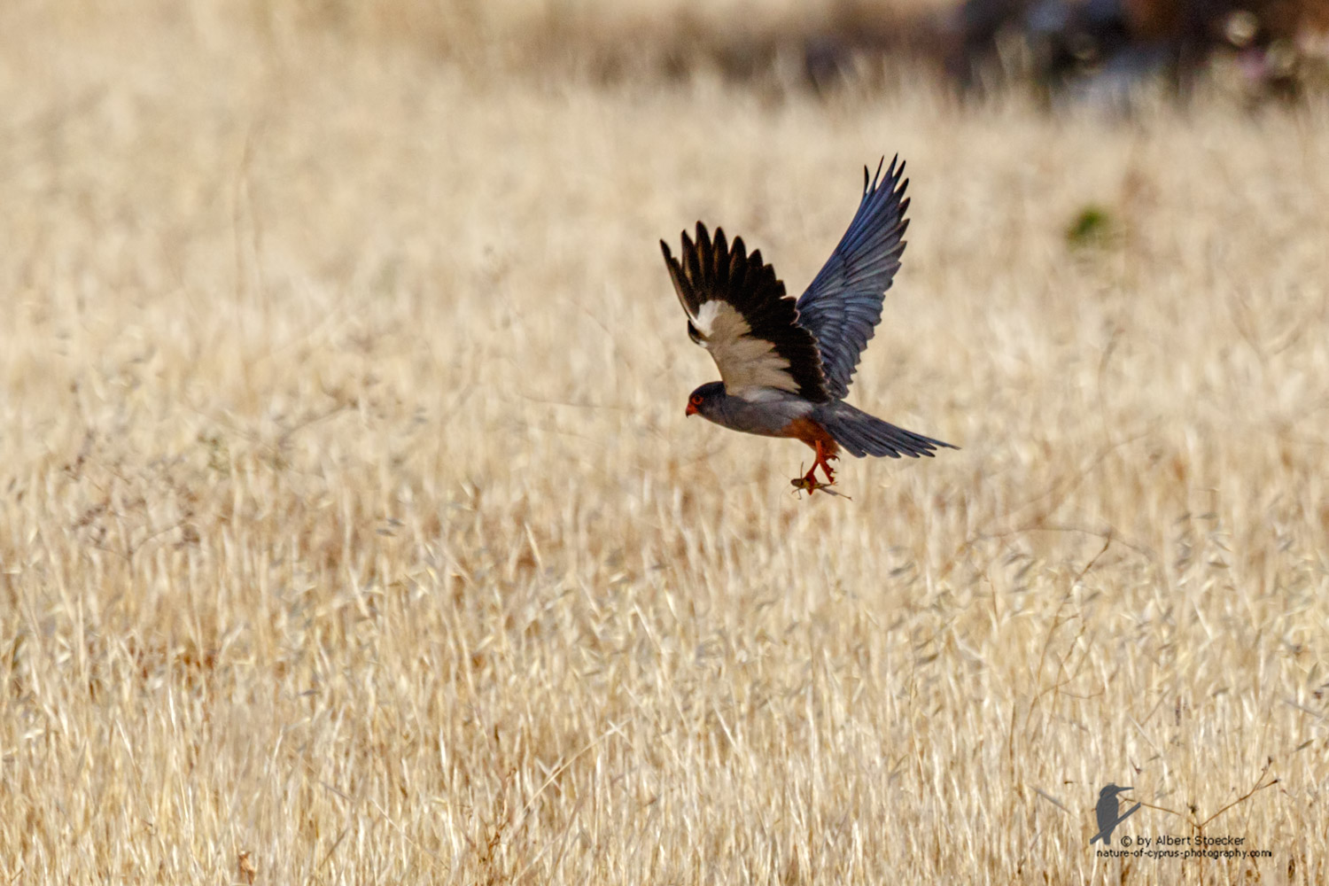 Falco amurensis - Amur falcon - Amurfalke, Cyprus, Agia Varvara - Anarita, Paphos, Mai 2016