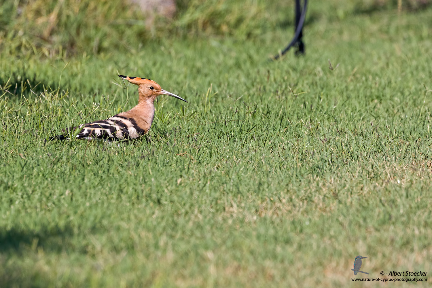 Wiedehopf, Hoopoe, Upupa epops, Cyprus, Akrotiri - Agios Georgios Church, September 2017