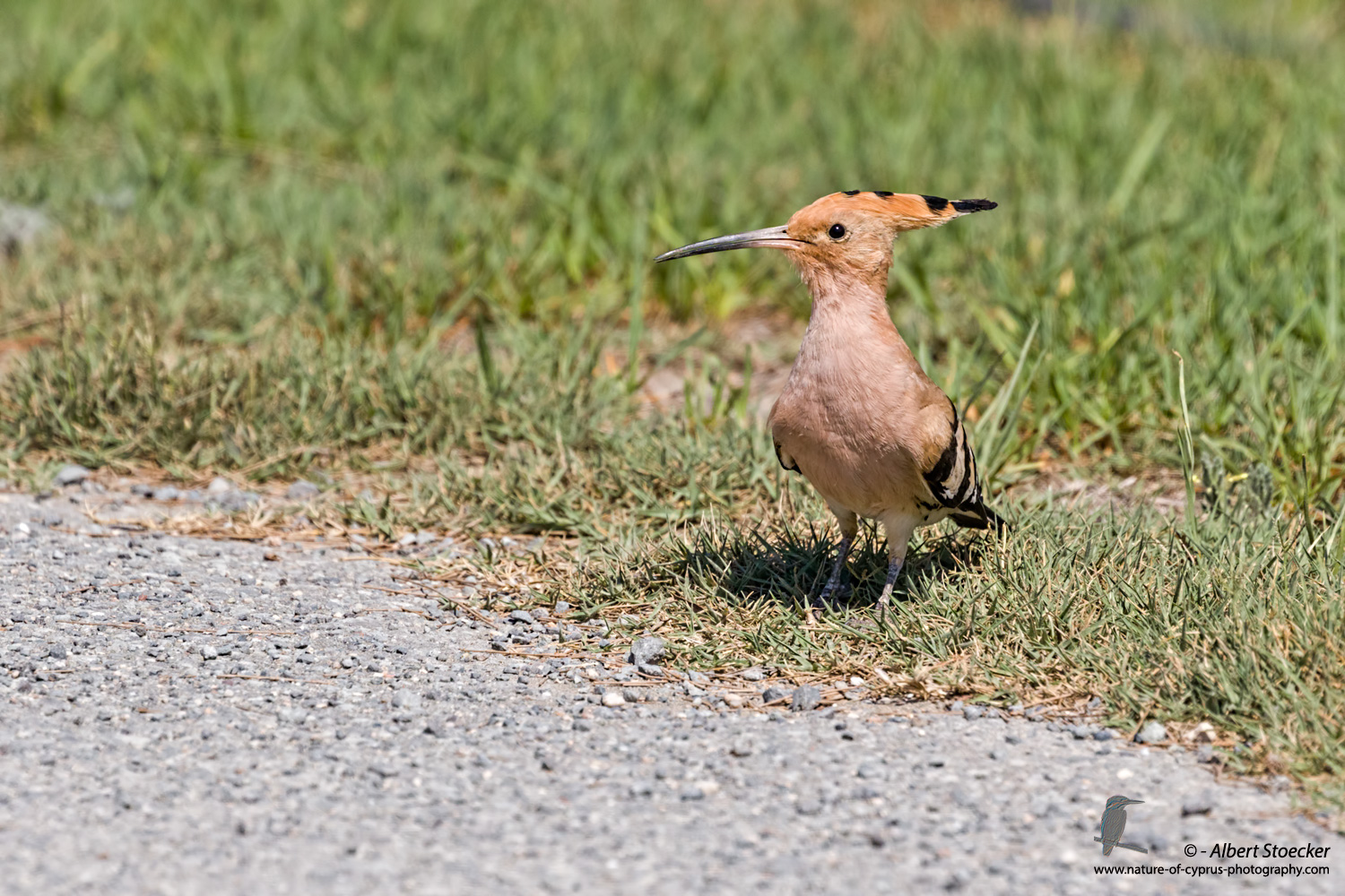 Wiedehopf, Hoopoe, Upupa epops, Cyprus, Akrotiri - Agios Georgios Church, September 2017