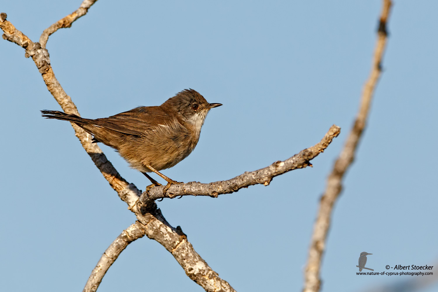 Acrocephalus arundinaceus - Great Reed Warbler - Drosselrohrsänger, Cyprus, Mandria Fields, August 2016