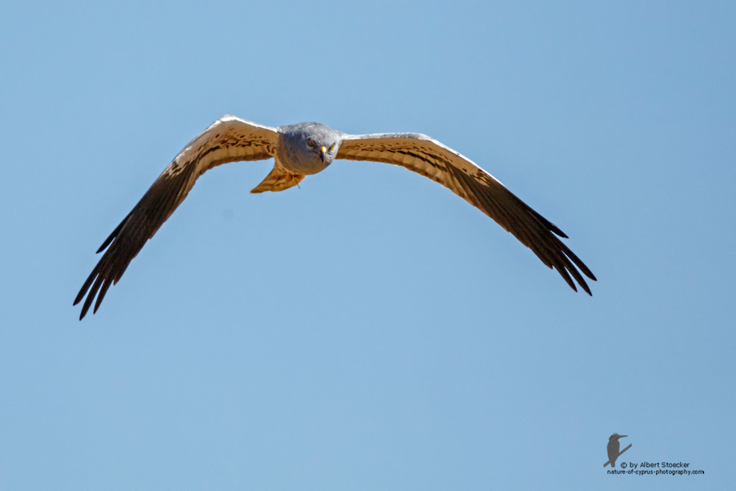 Circus macrourus - Montagu`s Harrier (male) - Wiesenweihe, Cyprus, Anarita - Ayia Varvara, April 2016