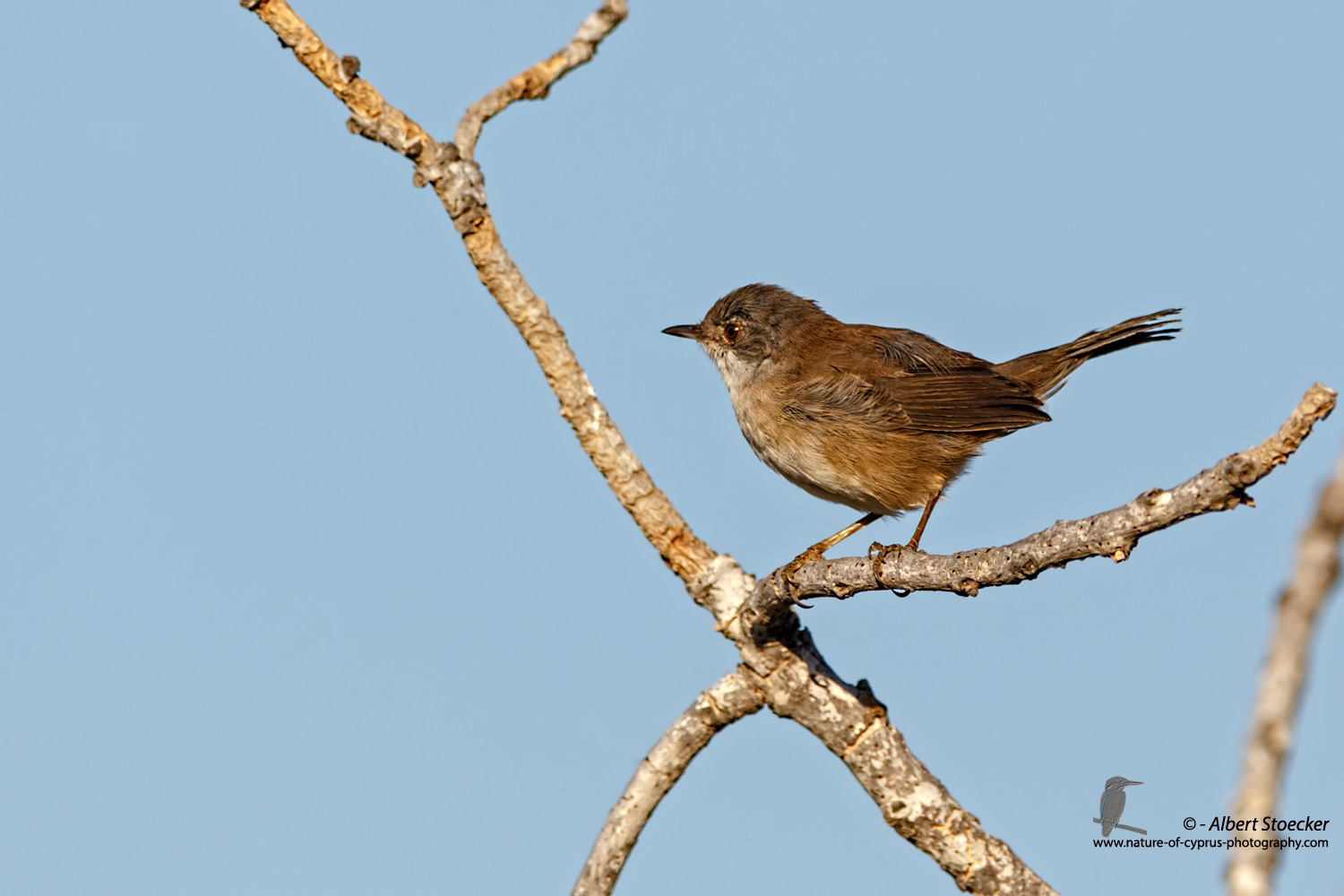 Acrocephalus arundinaceus - Great Reed Warbler - Drosselrohrsänger, Cyprus, Mandria Fields, August 2016