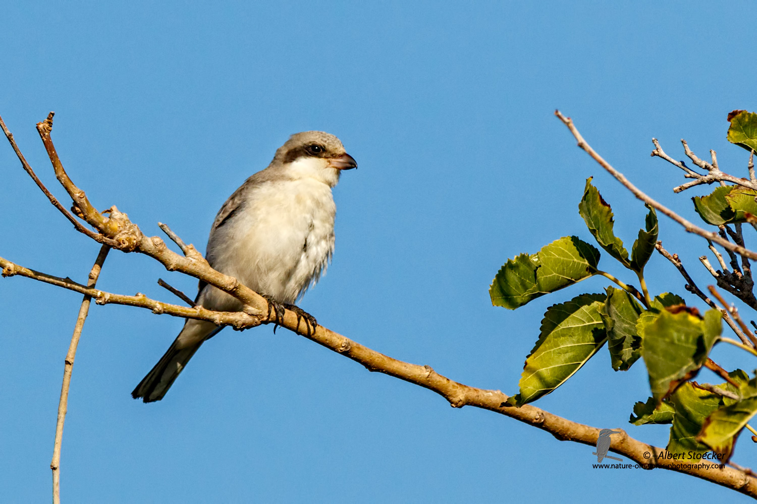 Lanius minor - Lesser Grey Shrike - Scharzstirnwuerger, Cyprus, Mandria Fields, August 2016