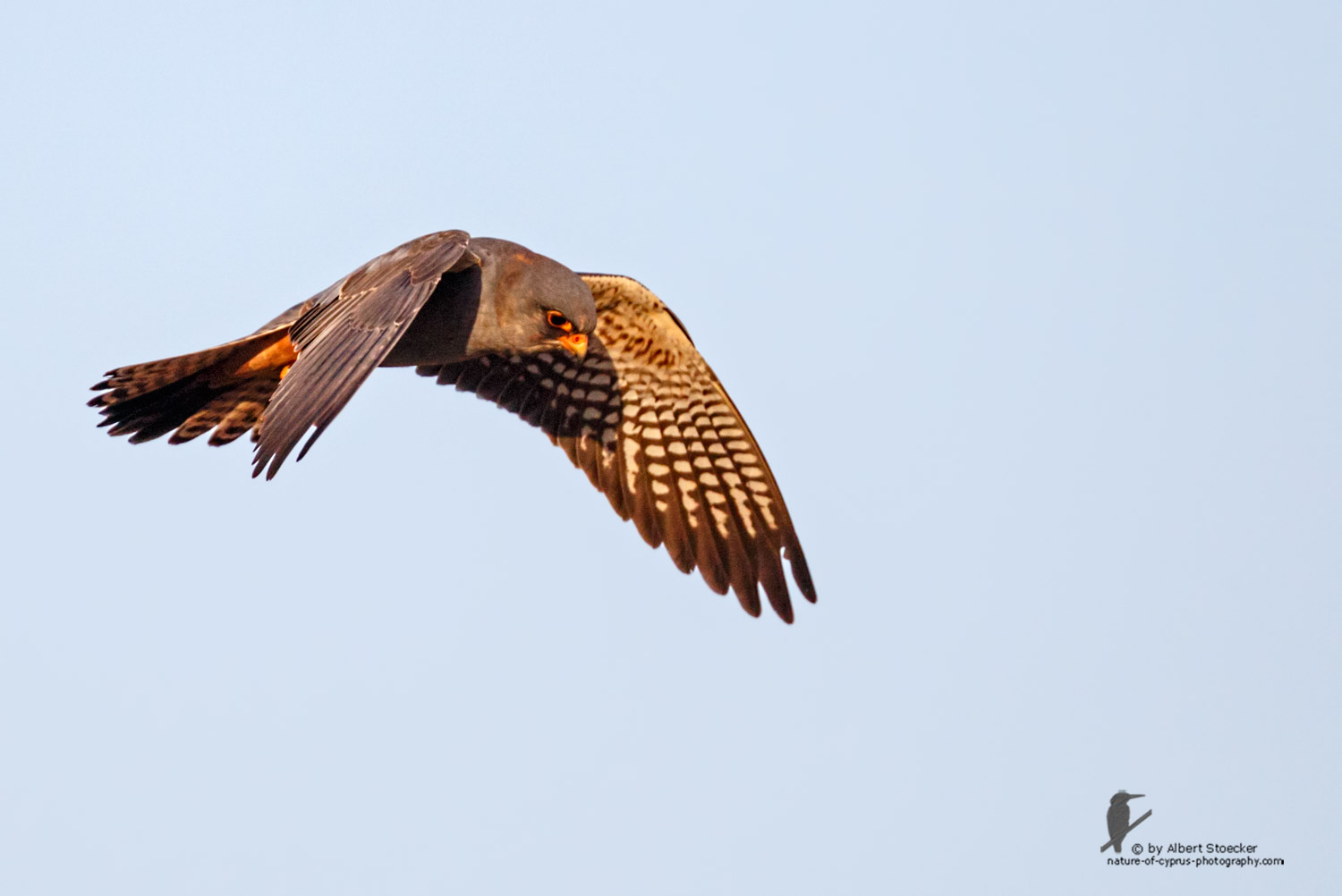 Falco vespertinus - Red-footed Falcon, male, Rotfußfalke, Cyprus, Agia Varvara-Anarita, Mai 2016