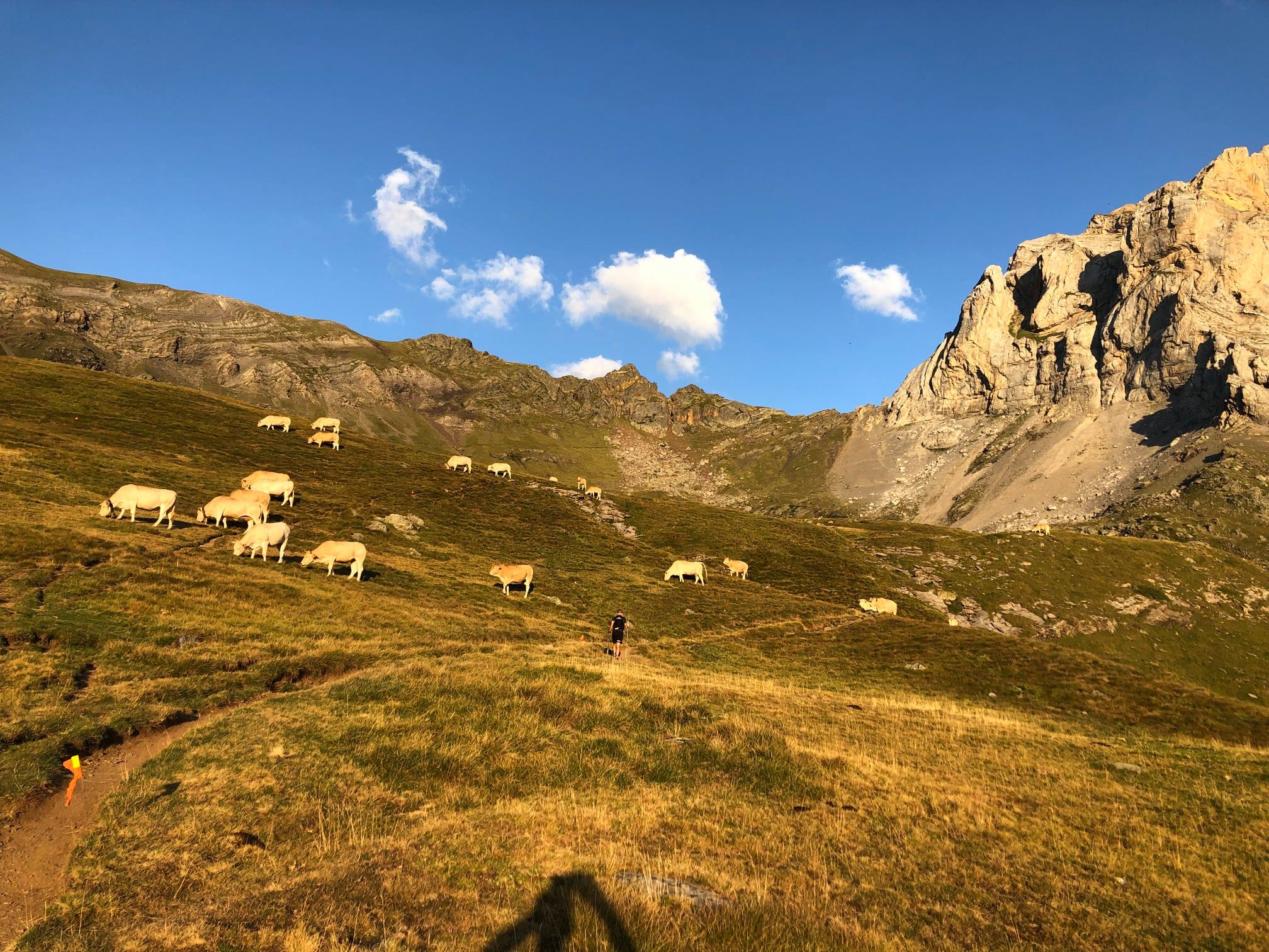 16-Un Taureau entouré de vaches