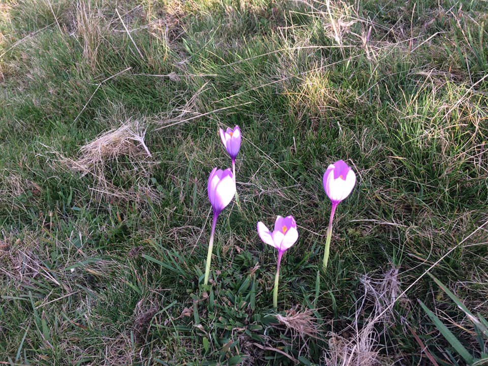 15-Des jolies fleurs , on en a vues toute la journée