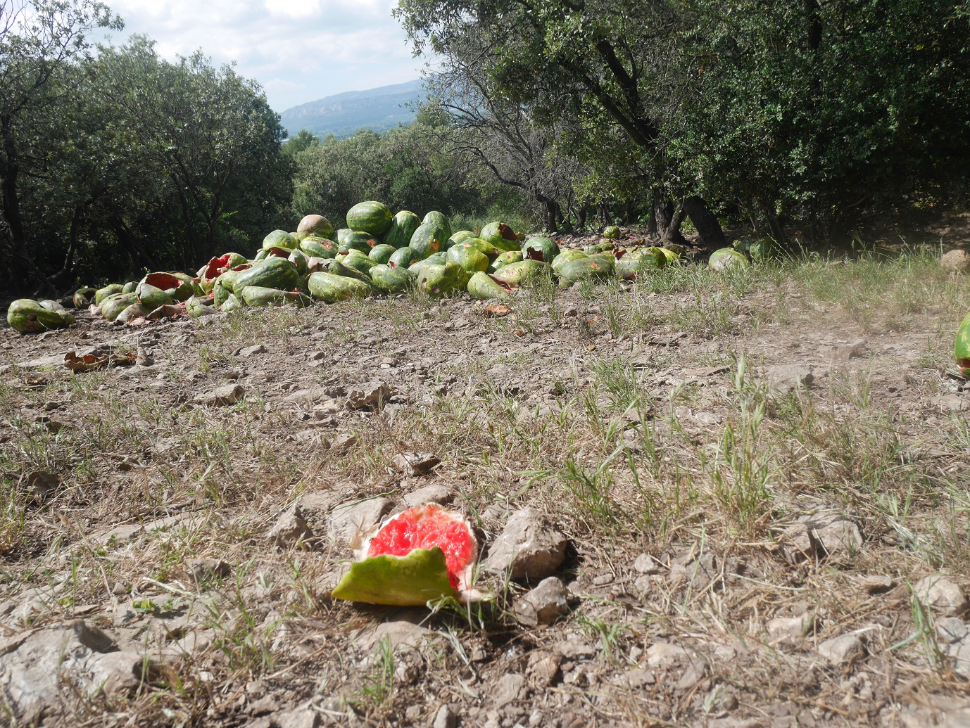 73-M'ont un peu laissé à manger les sangliers..