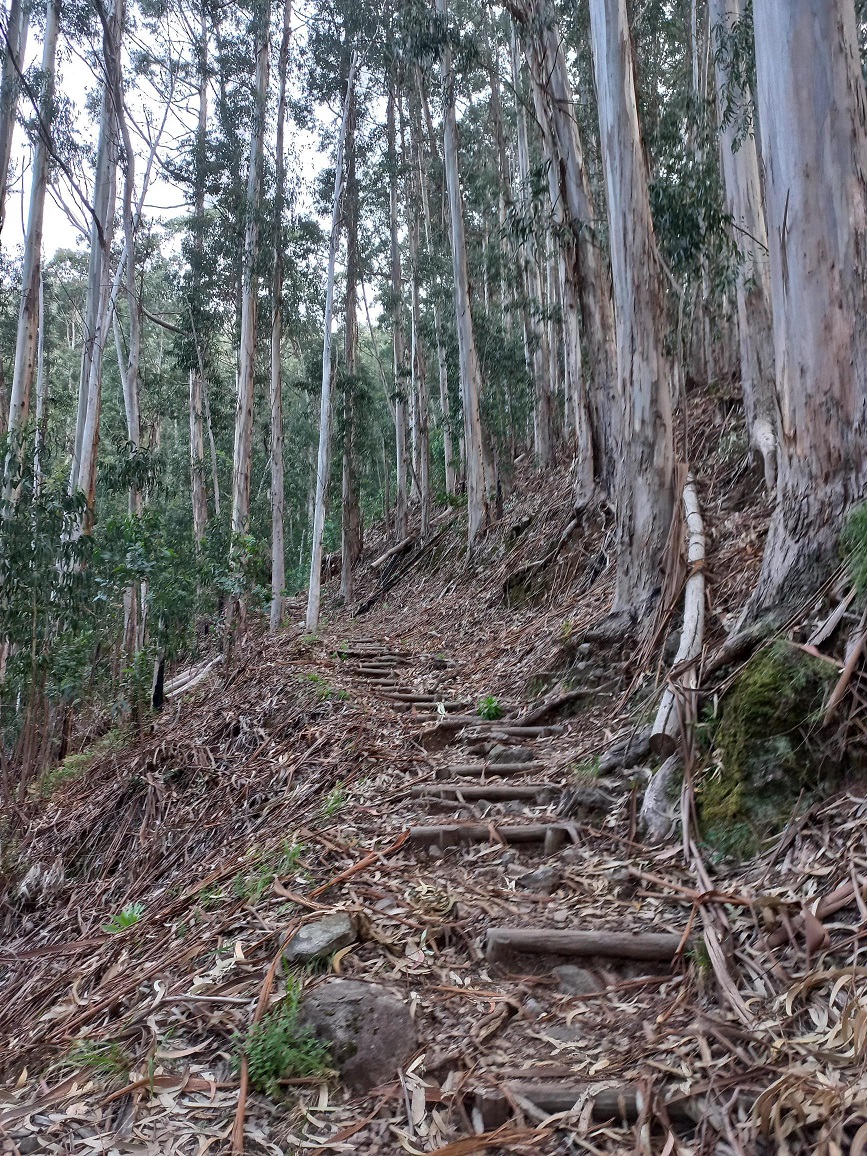 36-Seb' a déjà passé cette montée dans les bois