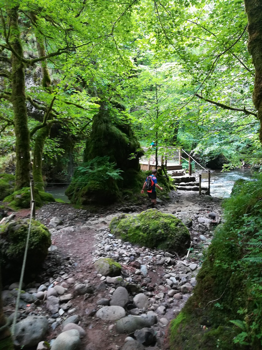 33-On se croirait dans une forêt tropicale..