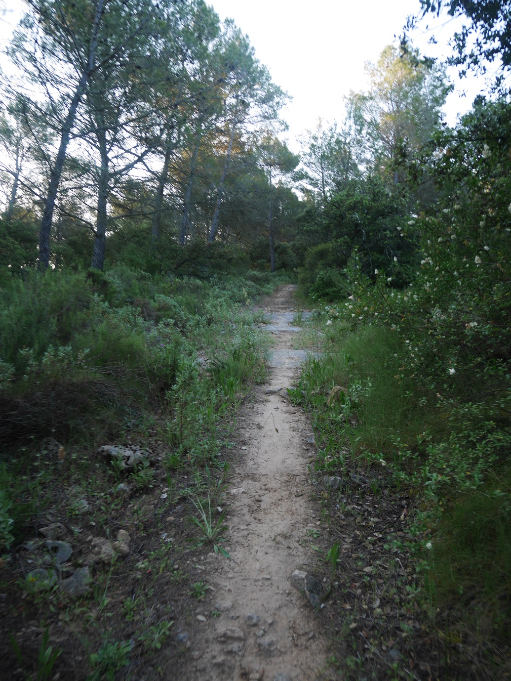 5-Mon 1er chemin de la journée, petit single en montée