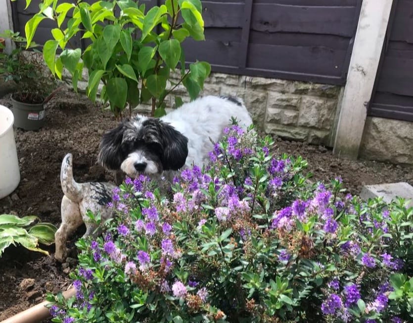 One month in rescue - Enjoying the garden.
