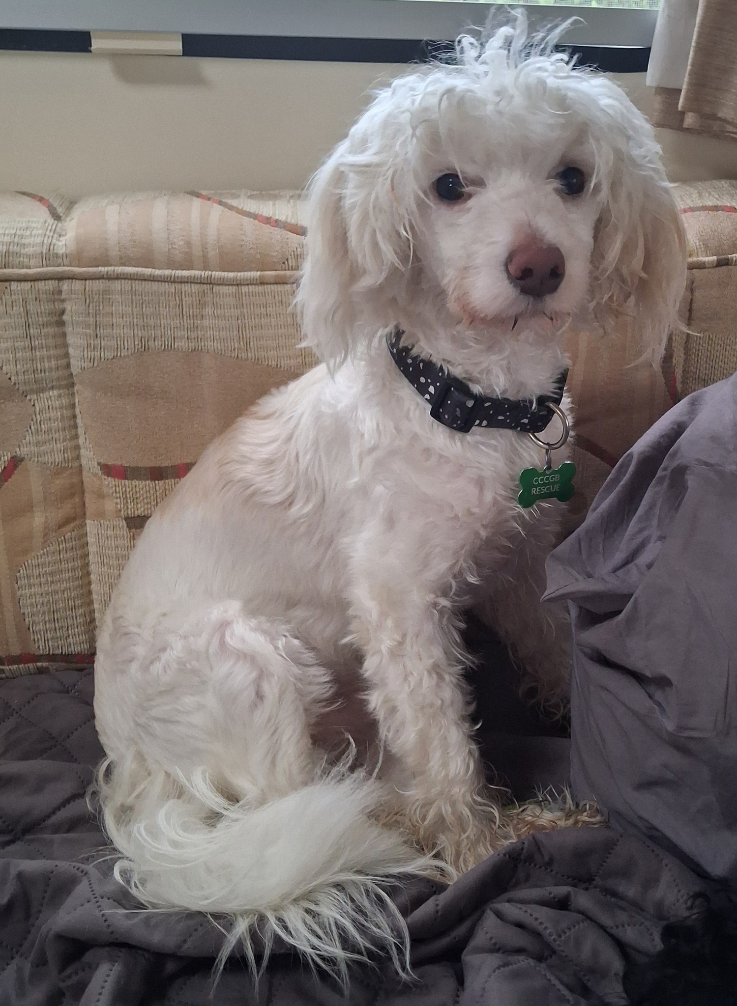 2 months in rescue - Caravan holiday