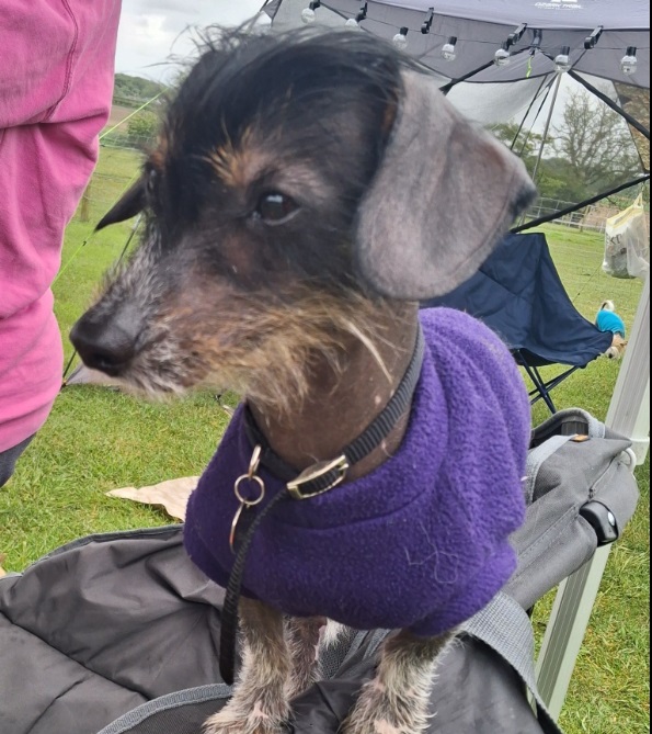 Pending Adoption - Norman