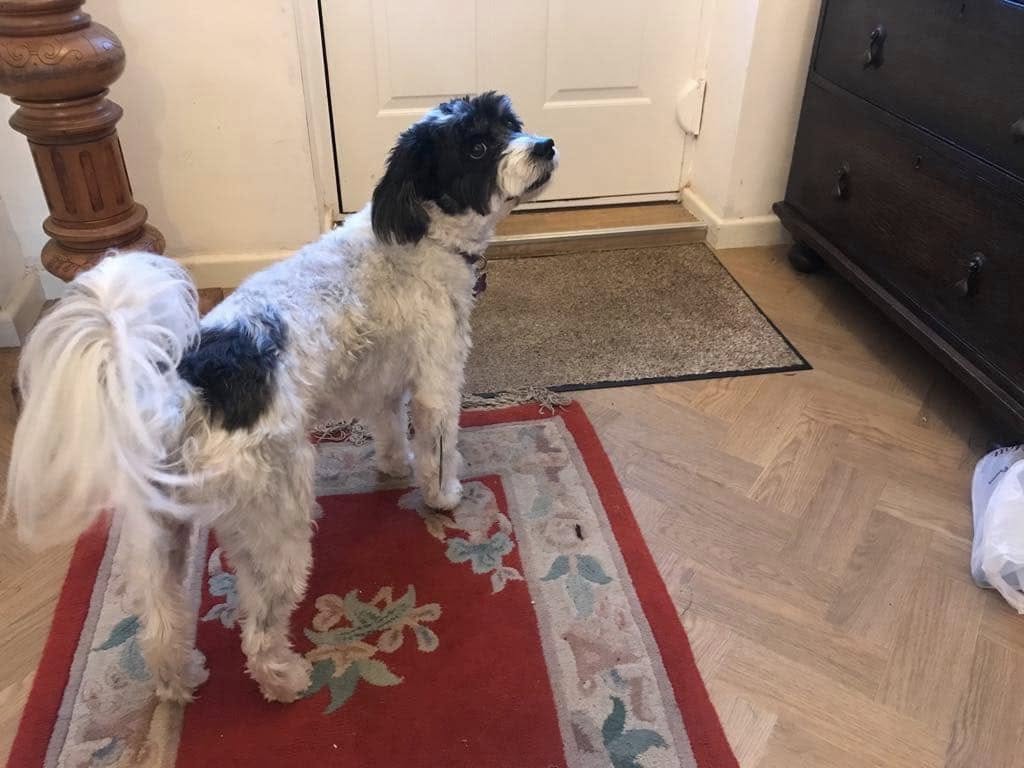 First day in rescue.
