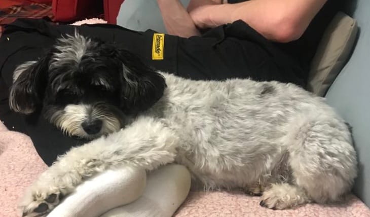 3 months in rescue - Jet enjoying snuggling up watching TV.