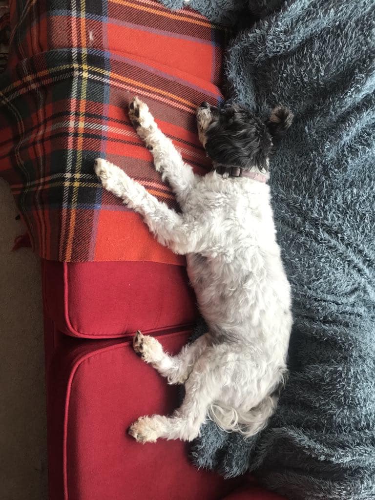 One month in rescue - Taking ownership of the sofa.