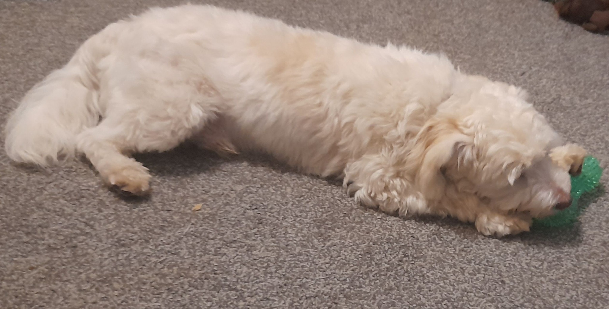 First day in rescue.
