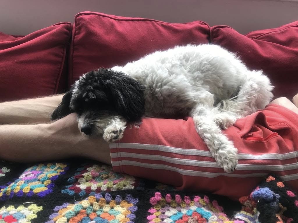 2 months in rescue - Upgraded to a human throne.