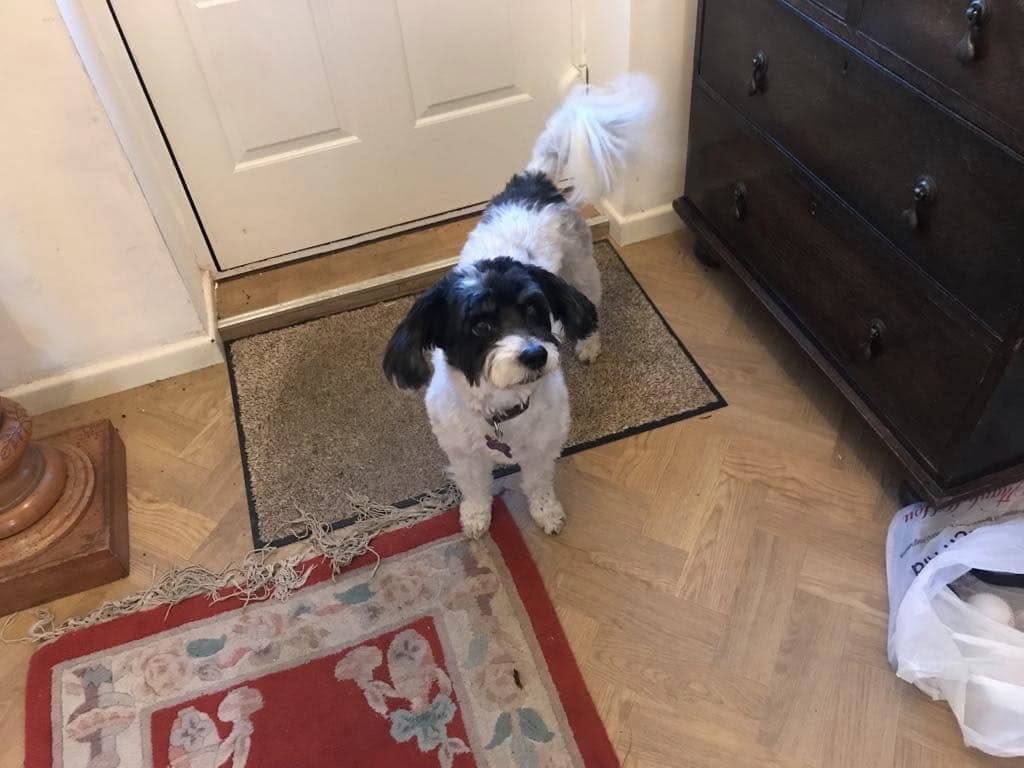 First day in rescue.