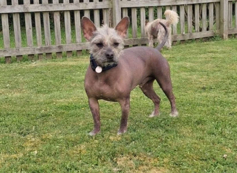 Available Dog - Robin