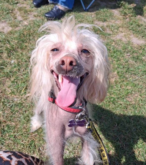 Pending Adoption - Creature