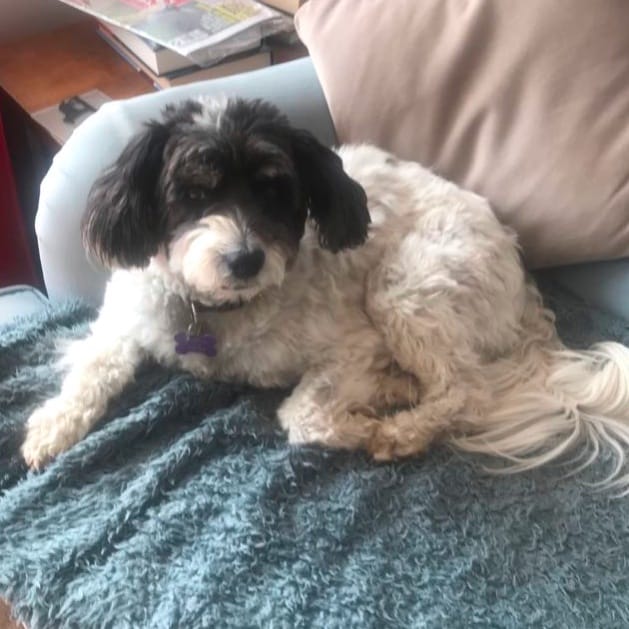 One month in rescue - Settling well.