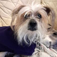 Available Dogs - Sprout