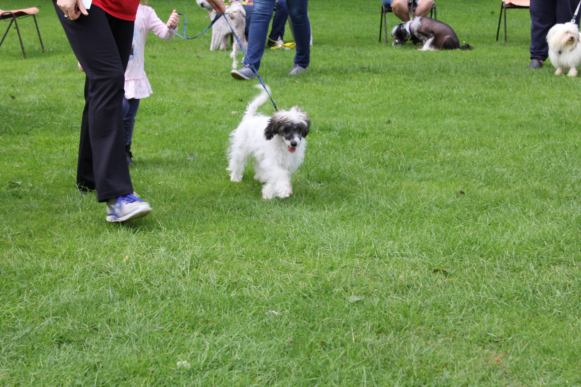 Chinese crested rescue discount