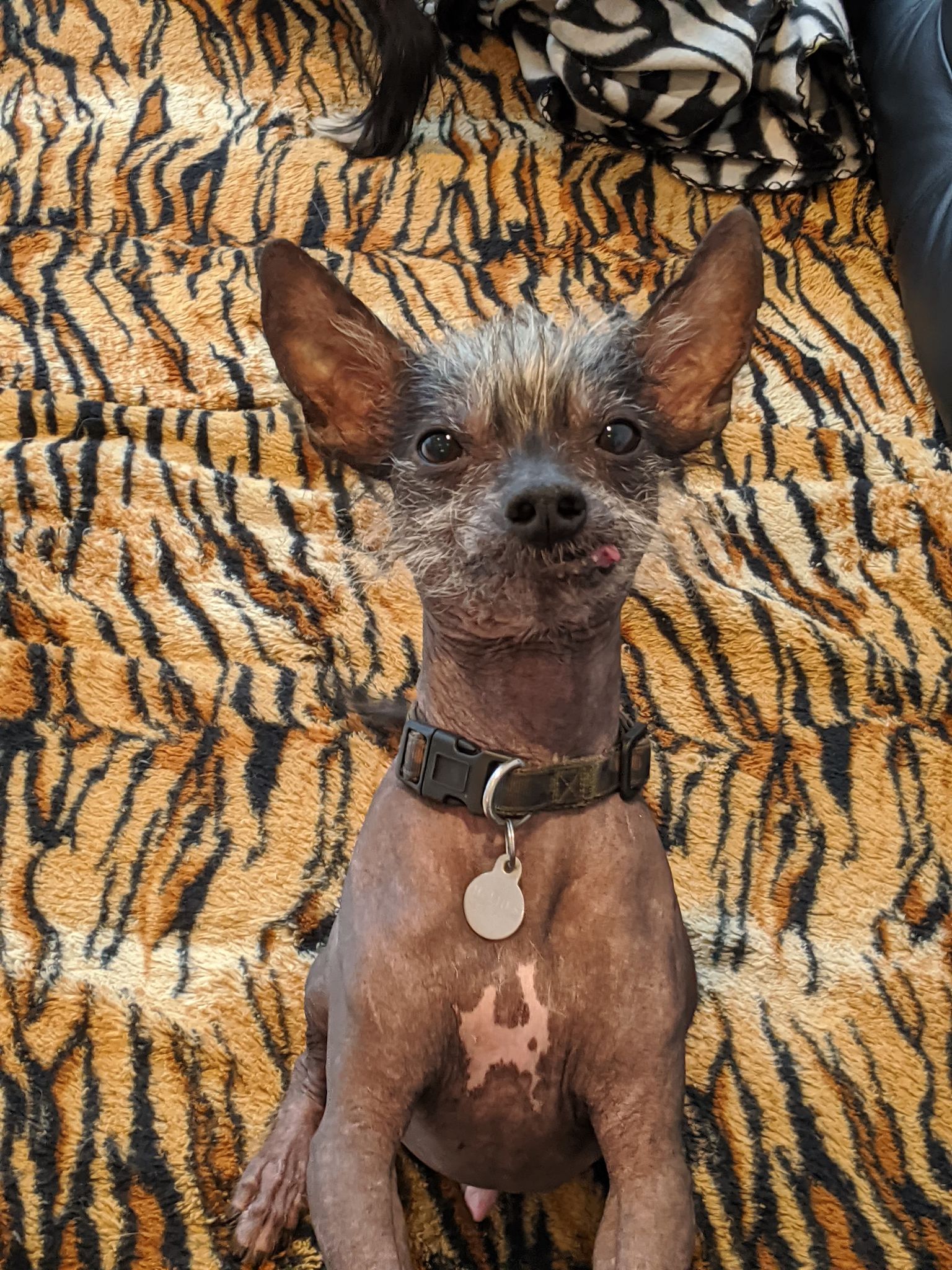 Chinese crested rescue near me store