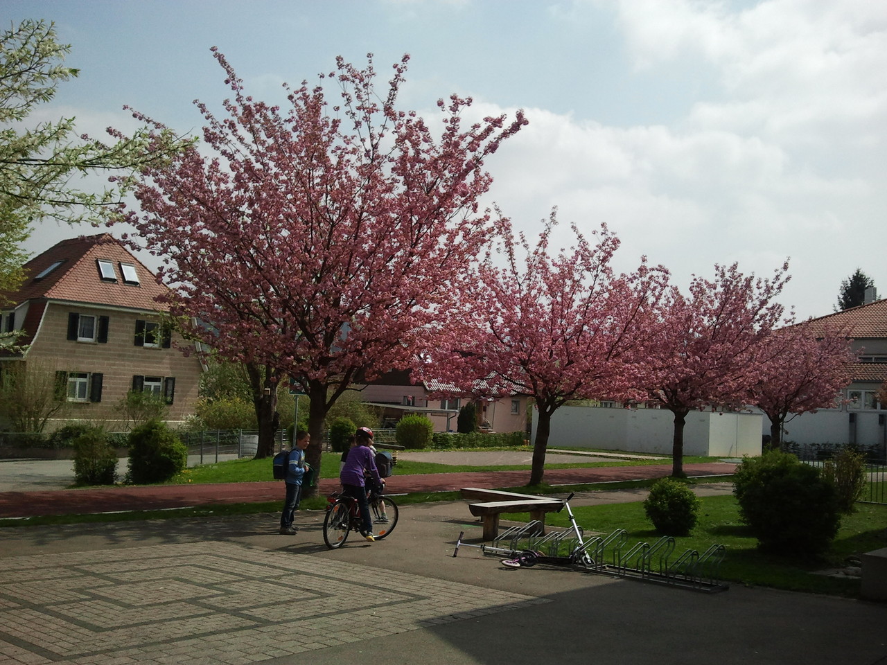 Kirschblüte im Frühling