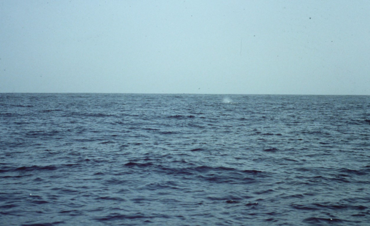 Mit dem Segelboot von Senegal nach Brasilien - wolfgang-biebls Mein  Reisetagebuch!, image size:1255x768