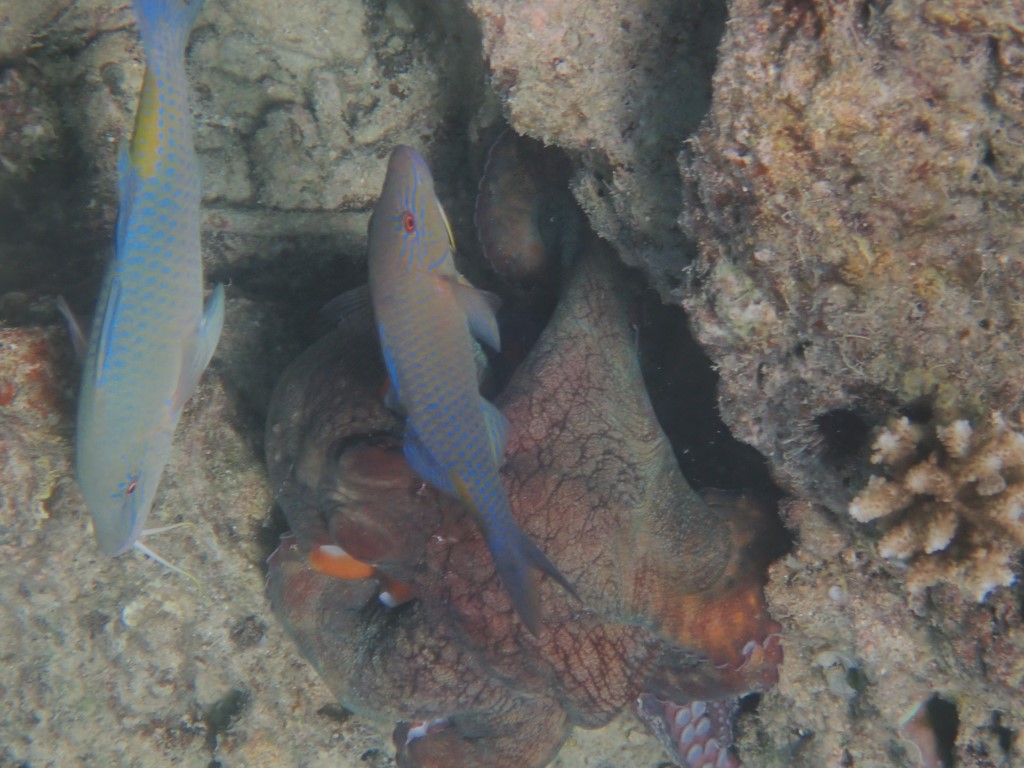 South Sea Island, Fiji, Fidschi, Schnorcheln, Oktopus, Krake