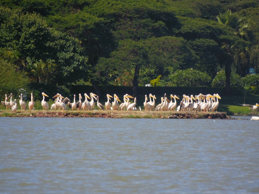 Bahir Dar, Tana See, Halbinsel Zeghe, Pelikane