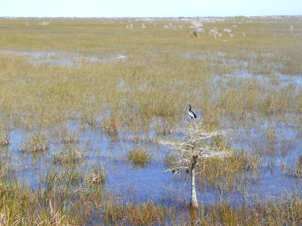 Florida, Everglades, Pa-Hay-Okee Lookout