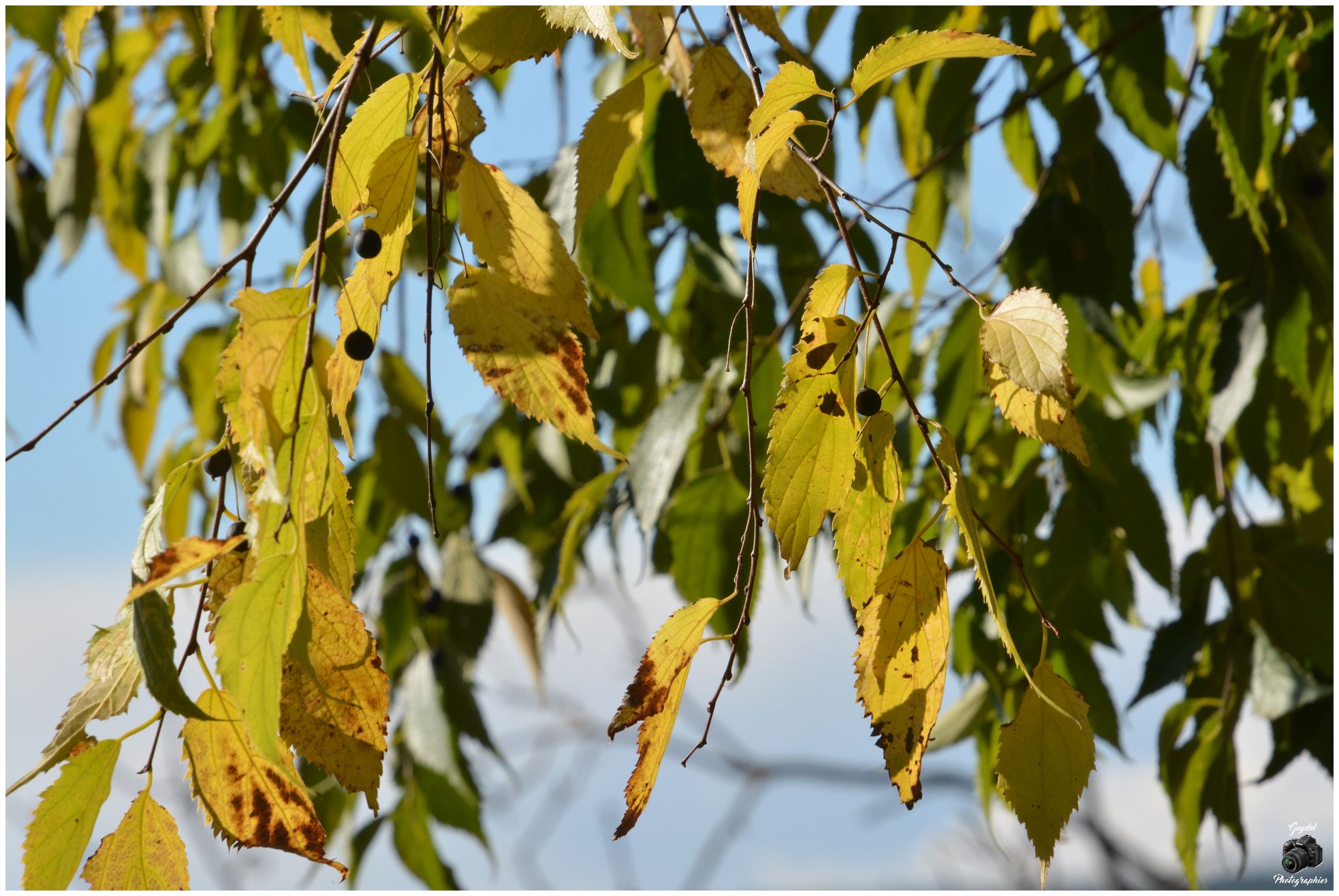 L'Automne du Micocoulier