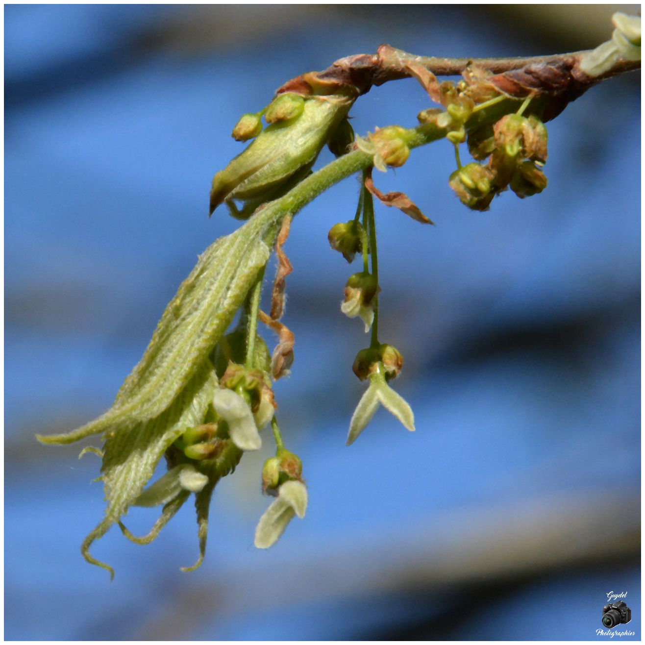 Le Micocoulier est en fleurs