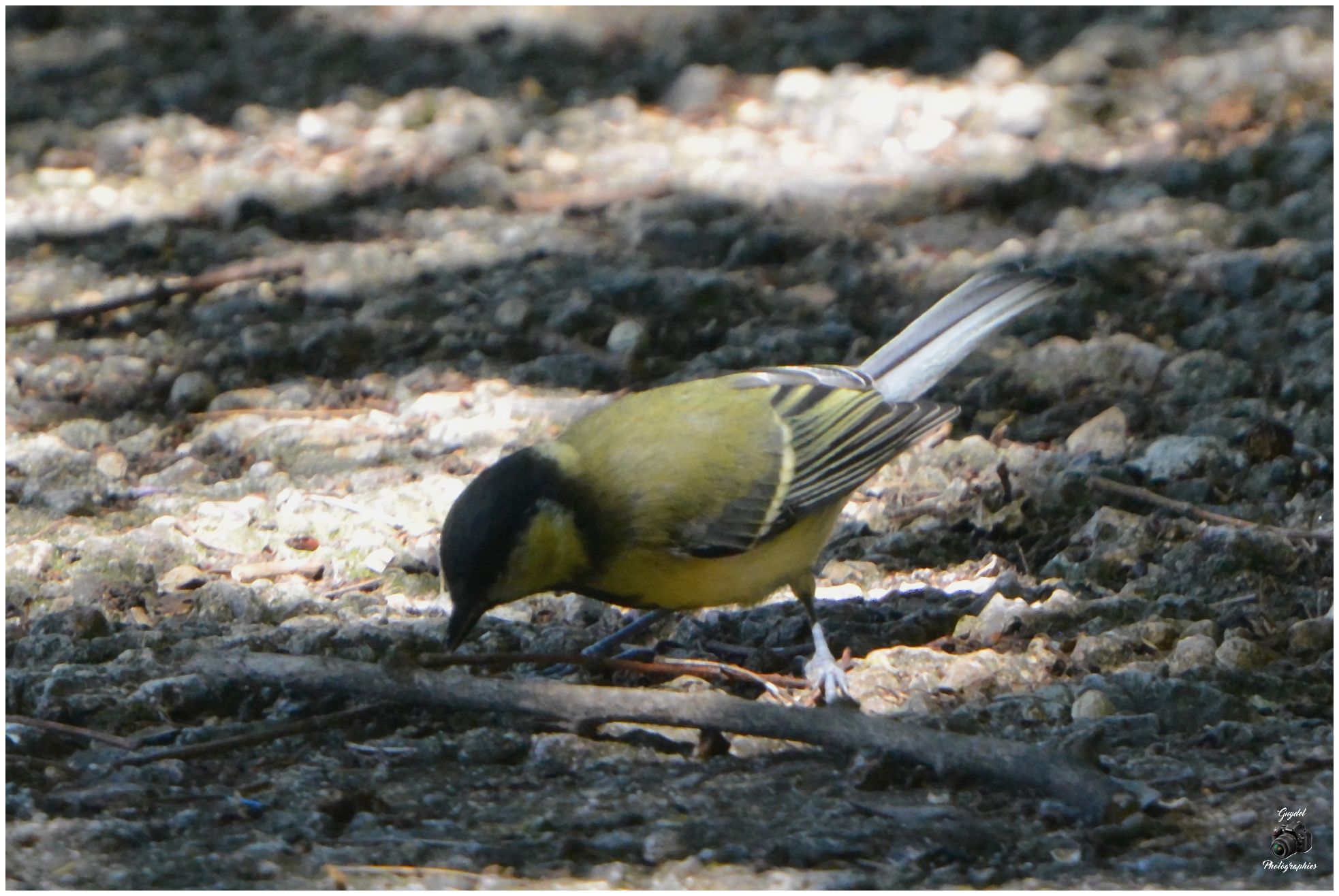 Une Mésange Charbonnière