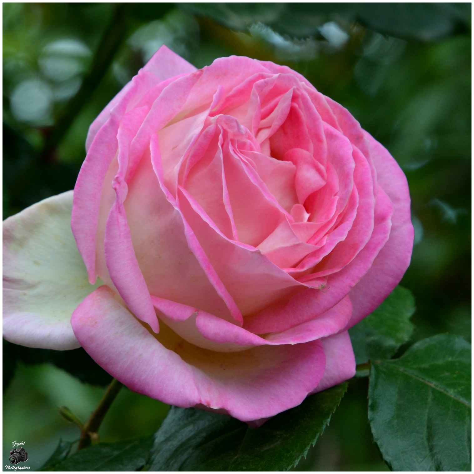 Rose rose