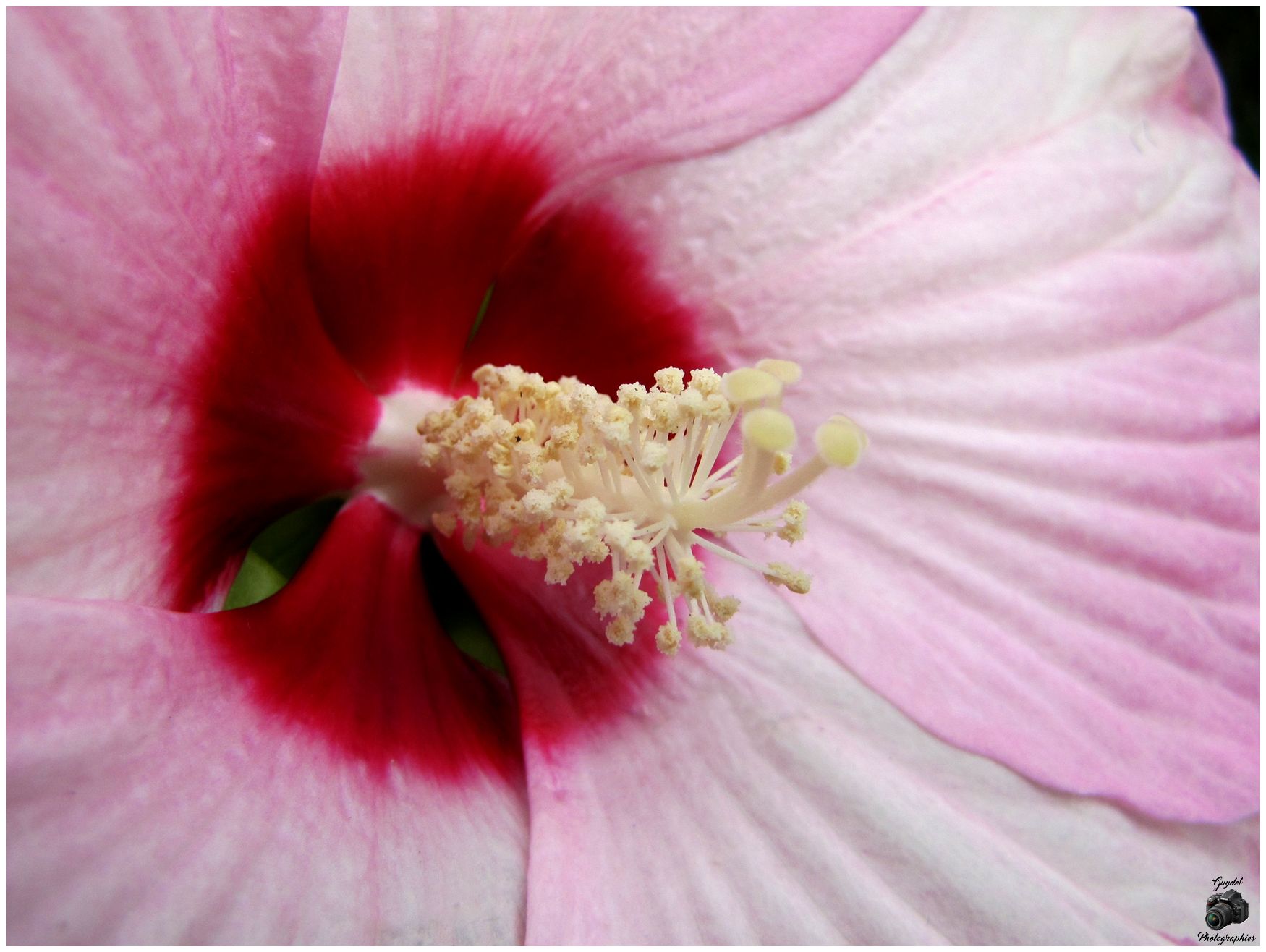 Coeur d'Hibiscus
